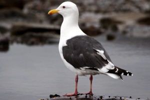 Скачать Птичий апокалипсис: на Камчатке отмечена массовая гибель птенцов тихоокеанских чаек