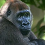 Скачать Улитки помогут гориллам выжить