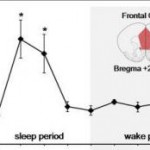 Скачать Проведённые на крысах исследования показали, что во время сна происходит энергетическая «перезагрузка» мозга