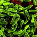 Скачать ченики средней школы стали соавторами исследования ферментов бактерий