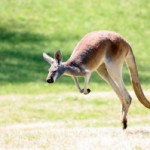Скачать Эволюция кенгуру была связана с климатическими изменениями