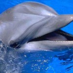 Скачать Новые доказательства наличия интеллекта у дельфинов