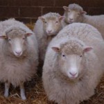 Скачать Возрождение Долли: созданы четыре клона овечки, которая изменила науку