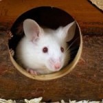 Скачать Учёные создали мышей от двух отцов