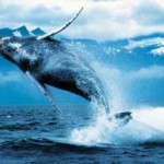 Скачать Синие киты проглатывают за раз до полумиллиона калорий