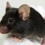Скачать Японские генетики создали «поющих» мышей