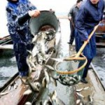 Скачать В Китае используют рыбу в борьбе с загрязнением озёр