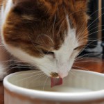 Скачать Учёные разобрались, как кошки пьют, не замочив усов