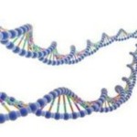 Скачать Исследователи определили ген, который отвечает за развитие врождённых дефектов