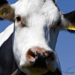 Скачать Учёные установили, что коровье бешенство отражается в глазах крупного рогатого скота