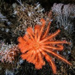 Скачать Американские исследователи изучили неизведанные ранее подводные горы