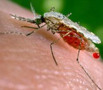 Скачать Учёные превратили комаров в летающих вакцинаторов
