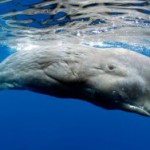 Скачать Исследователи объявили китов борцами за сбережение окружающей среды