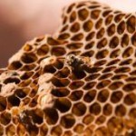 Скачать Британские пчёлы обзавелись радио метками