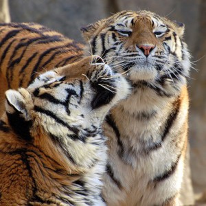 Скачать Охрана амурского тигра: новый взгляд