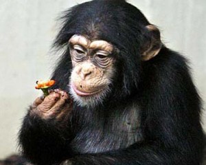 Скачать Почему не разговаривают шимпанзе?
