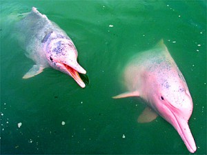 Скачать В Амазонию – за розовым дельфином