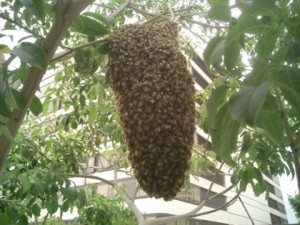 Скачать Пчелиный рой как термостат