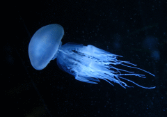Скачать Воздействие медуз на водные ресурсы