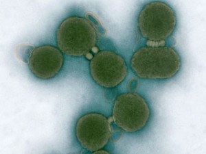 Скачать Создана бактерия с уникальной ДНК 