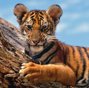 Скачать Правительства позаботятся о тиграх