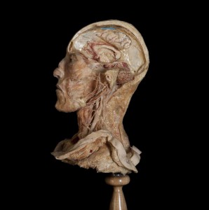Скачать Научно готично: анатомическая выставка в Петербурге
