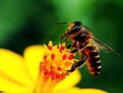 Скачать Гибель пчел сулит человечеству вымирание