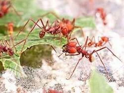 Скачать Ради грибов муравьи избавились от части генов