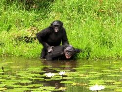 Скачать Крики во время секса у приматов повышают социальный ранг особей