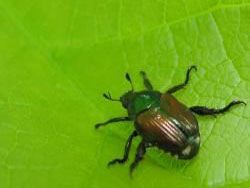 Скачать Азиатский жук спасает от гибели пойменные леса