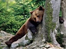 Скачать Ученые изучили метаболизм медвежьей спячки