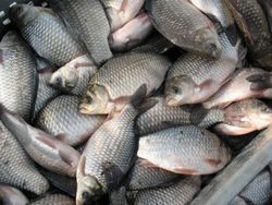 Скачать Ученые не обнаружили опасных веществ в рыбе из Охотского моря