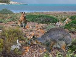 Скачать На Менорке обнаружили останки гигантских кроликов