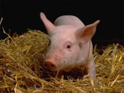 Скачать В Китае на органы выращивают свиней