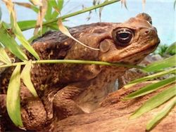 Скачать Ядовитые жабы перешли от естественного отбора к пространственному