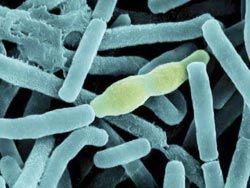 Скачать Наноагент определит присутствие бактерий сибирской язвы