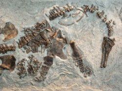 Скачать Плезиозавры оказались живородящими созданиями