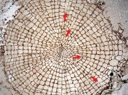 Скачать Найдены остатки старейшей в мире древесины