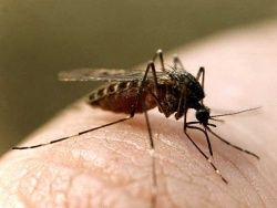 Скачать Эпидемия лихорадки денге убила не менее 100 пакистанцев
