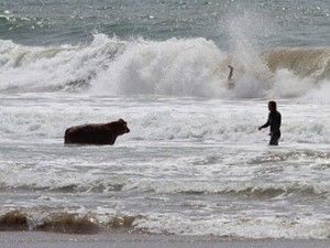 Скачать Английские спасатели достали из океана быка