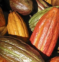 Скачать Радость гурмана   расшифрован геном шоколадного дерева