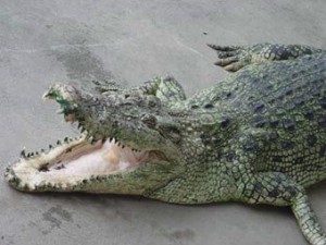Скачать В желудке у крокодила «переварился» мобильник
