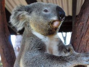 Скачать Из австралийского зоопарка  была похищена коала