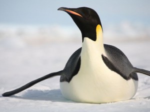 Скачать Императорский пингвин случайно доплыл до Новой Зеландии